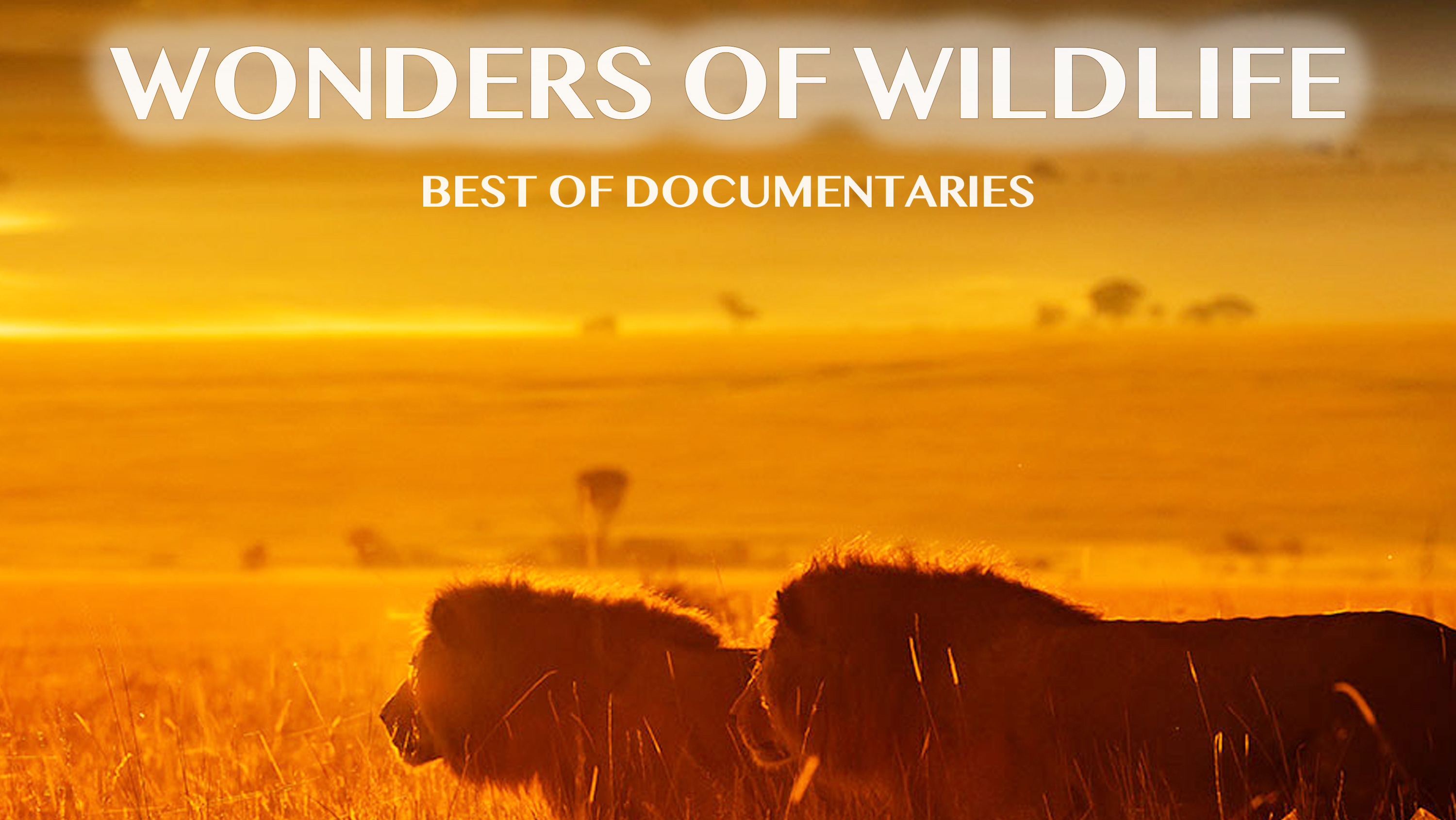 Wonders of Wildlife